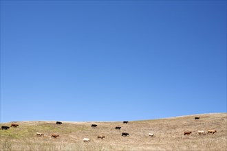 Cows grazing on hillside