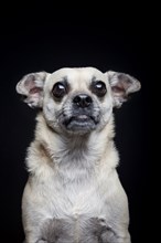 Portrait of dog posing