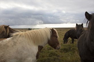 Herd of horses in rural field