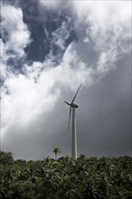 Wind turbine towering above rainforest