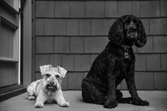 Black and white dogs