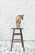 Dog standing on stool surrounded by adhesive notes