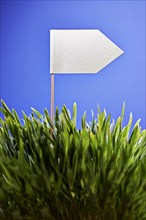 White flag planted in grass