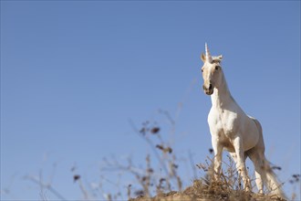 Unicorn on hilltop