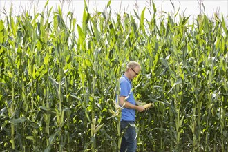 Farmer examining corn growing in crop field