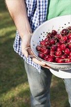 Close up of hands holding colander of cherries