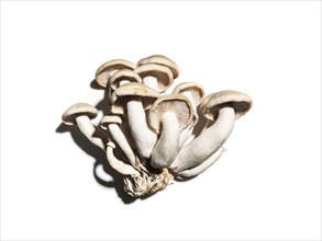 Clamshell mushrooms