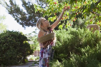 Caucasian girl picking cherries