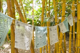 Prayer flags hanging from bamboo stalks