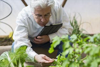 Hispanic scientist examining plants in greenhouse