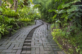 Stone pathway in tropical rainforest