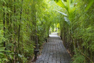 Stone pathway in tropical rainforest