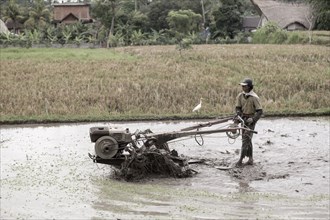 Farmer tilling rice field