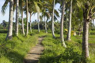 Palm trees along dirt path