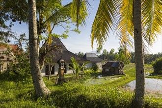 Houses and rice field