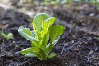 Close up of vegetable plant growing in dirt