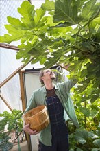 Caucasian gardener working in greenhouse