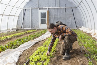 Caucasian farmer examining plants in greenhouse