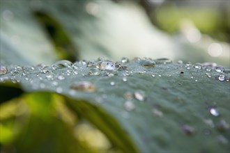 Close up of dew on green leaf