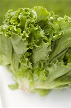 Close up of chicory lettuce