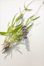 Munstead flower or lavender