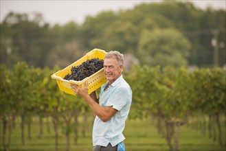 Caucasian farmer carrying grapes in vineyard
