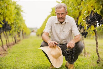 Caucasian farmer examining grapes in vineyard