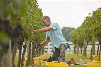 Caucasian farmer picking grapes in vineyard