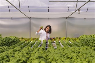 Black scientist examining green basil plant in greenhouse