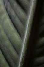 Close up of spine in leaf
