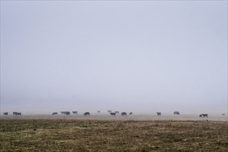 Flock of cattle in misty field