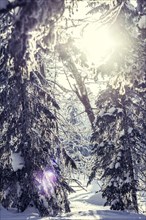 Trees in snowy forest