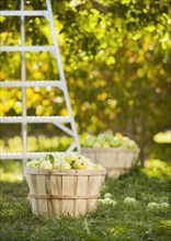 Baskets of apples in orchard