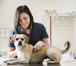 Caucasian veterinarian examining dog