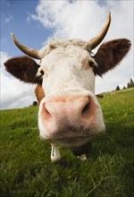 Close up of cow in field