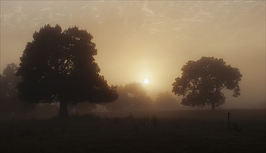 Trees in field with hazy sunshine