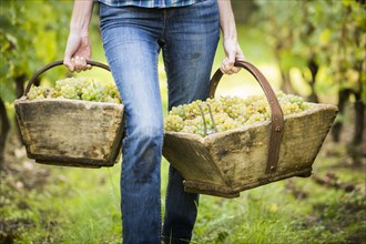 Caucasian farmer carrying grapes in vineyard