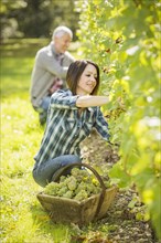 Caucasian farmers picking grapes in vineyard