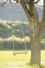 Tree swing