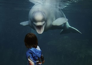Mixed race boy looking at beluga whale