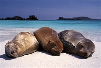Sea lions sleeping on beach