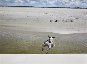 Dog jumping off boat toward beach