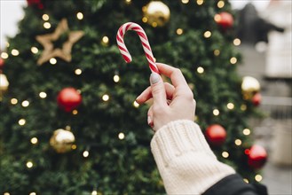 Hand of Caucasian woman holding candy cane near Christmas tree