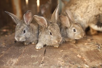 Close up of rabbits on wooden floor