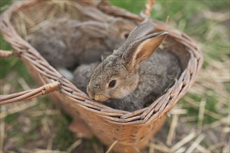 Close up of rabbits in basket