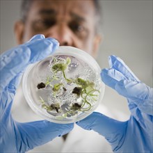 African American scientist holding specimen in petri dish