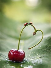 Ladybugs on heart-shaped cherry stem