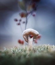 Ladybug on mushroom