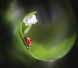 Ladybug on leaf near flower
