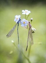 Dragonflies on flower petals